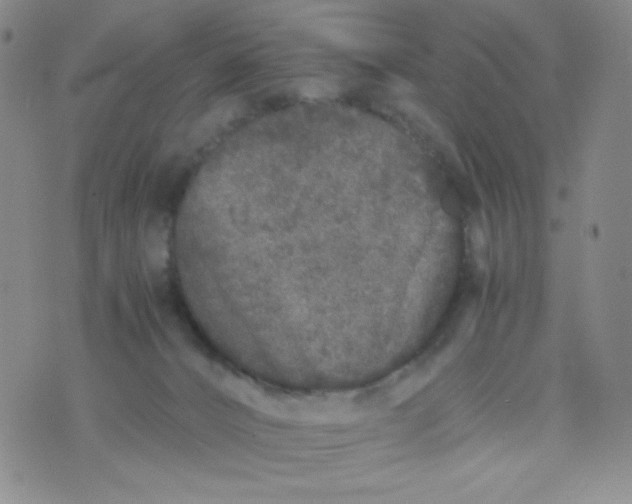 X0000076270032200610122306