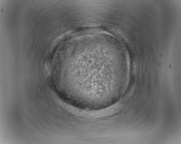 X0000076270043200610122306