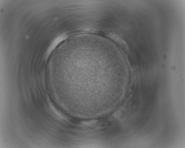 X0000076270051200610122305