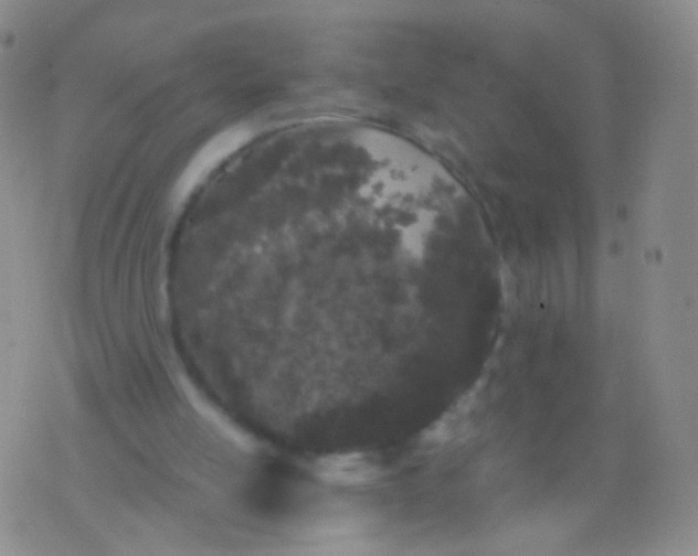 X0000076270054200610122305