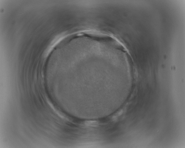 X0000076270055200610122305