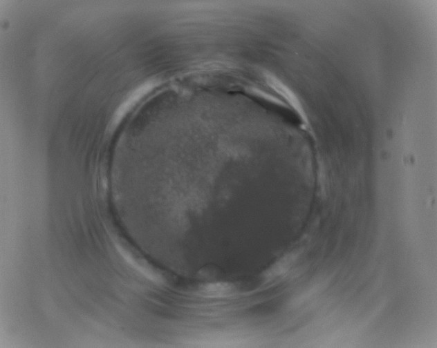 X0000076270059200610122305