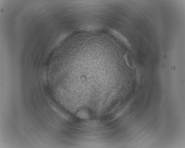 X0000076270065200610122305