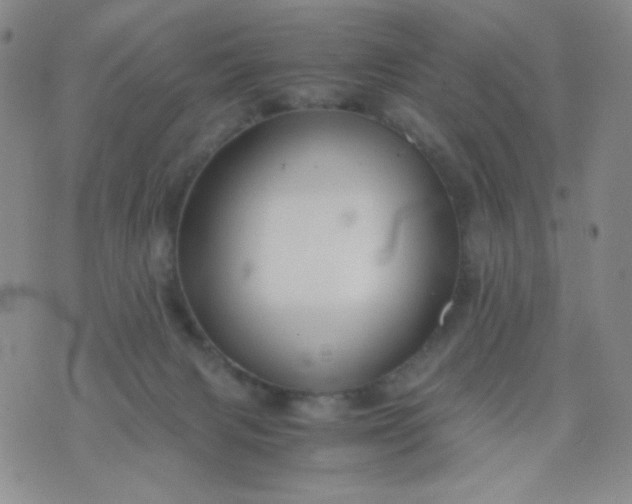 X0000076270079200610122305