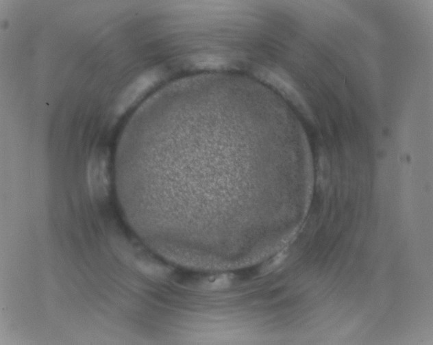 X0000076270116200610122305