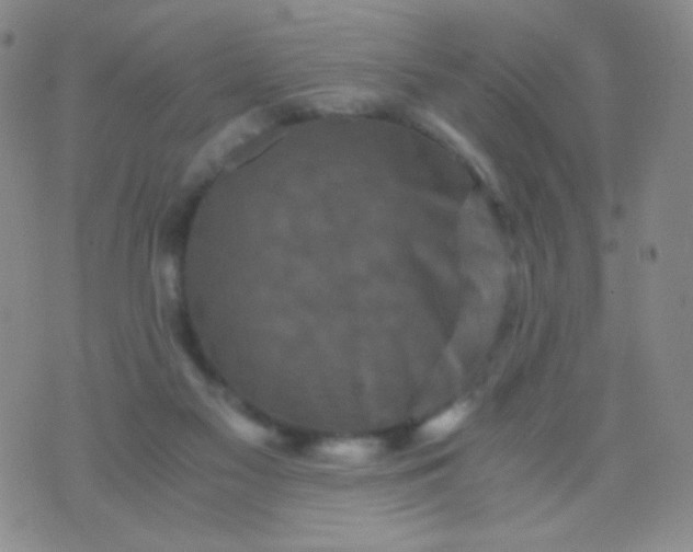 X0000076270117200610122305