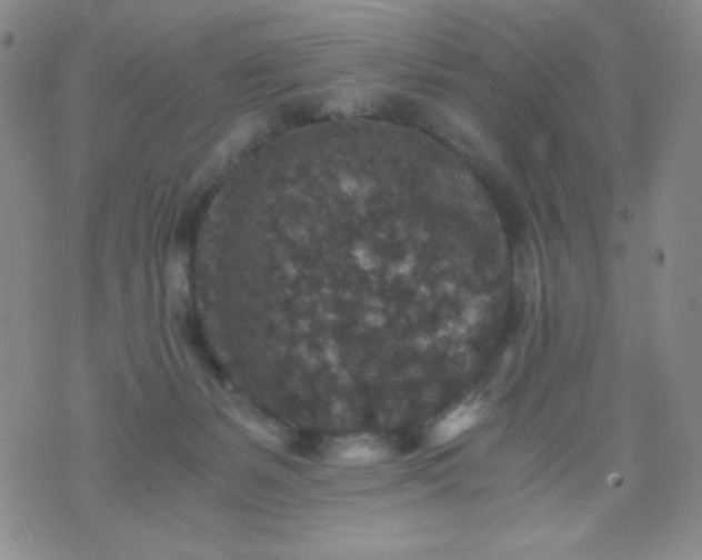 X0000076270127200610122304