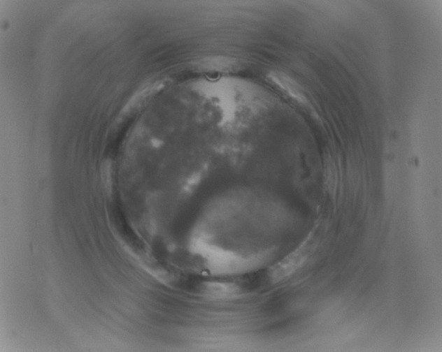 X0000076270167200610122304