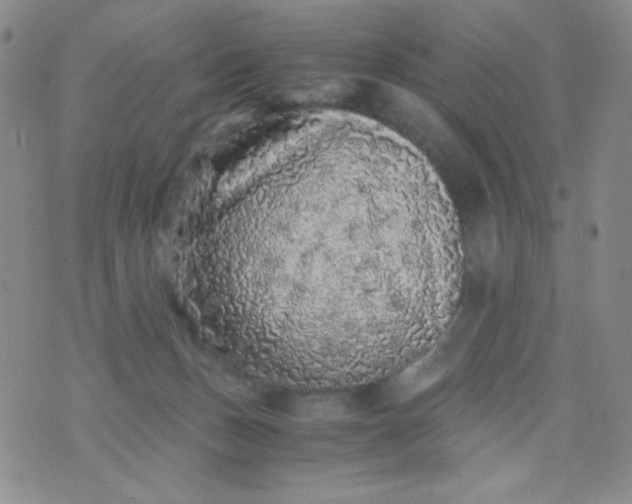 X0000076270175200610122304