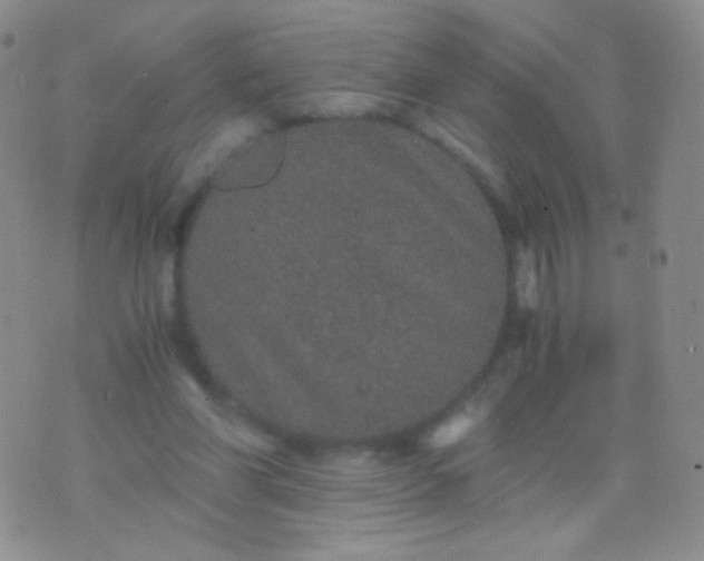 X0000076270206200610122303