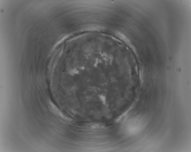 X0000076270249200610122302