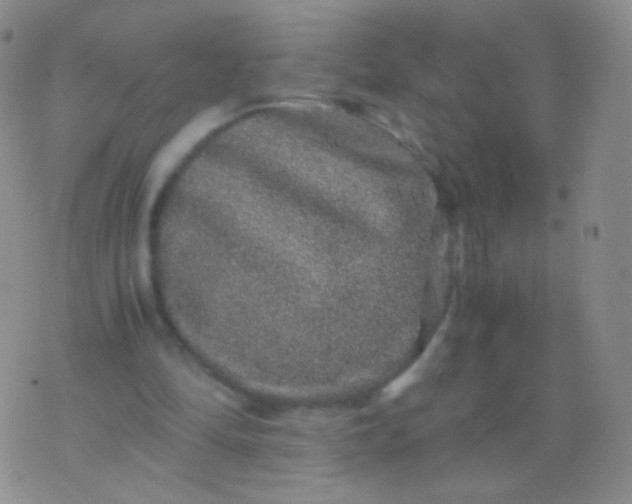 X0000076270294200610122302