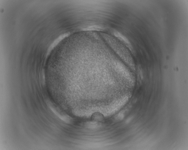 X0000076270298200610122302