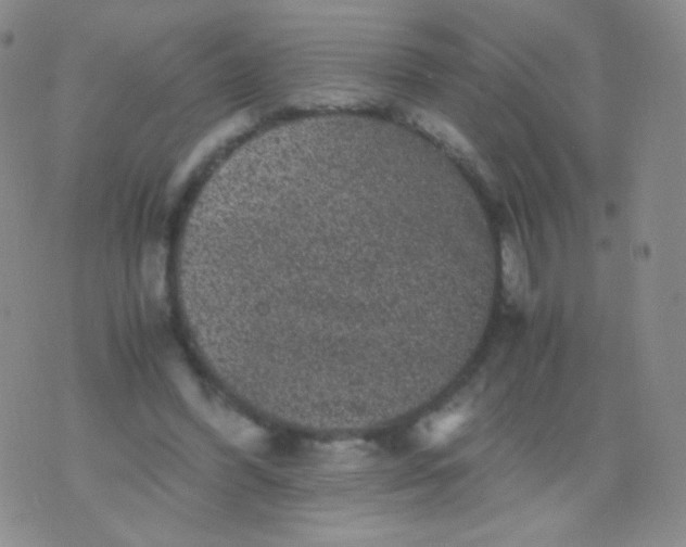 X0000076270396200610122300