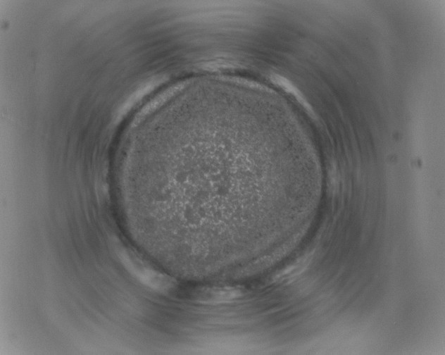 X0000076270443200610122259