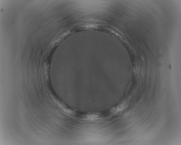 X0000076270462200610122259