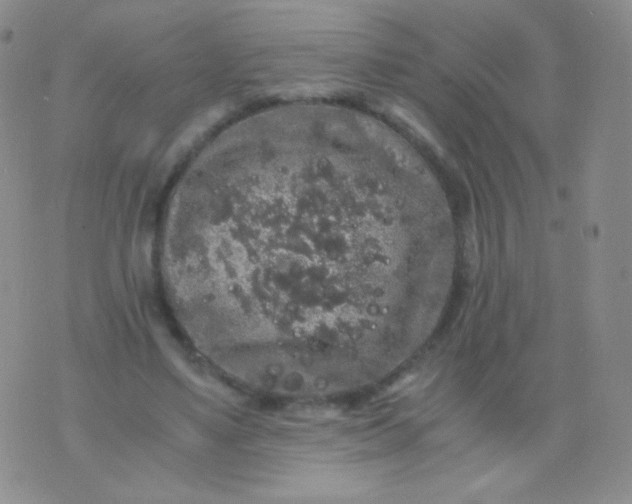 X0000076270491200610122259