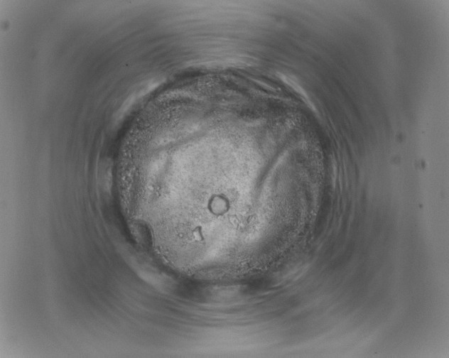 X0000076270495200610122259