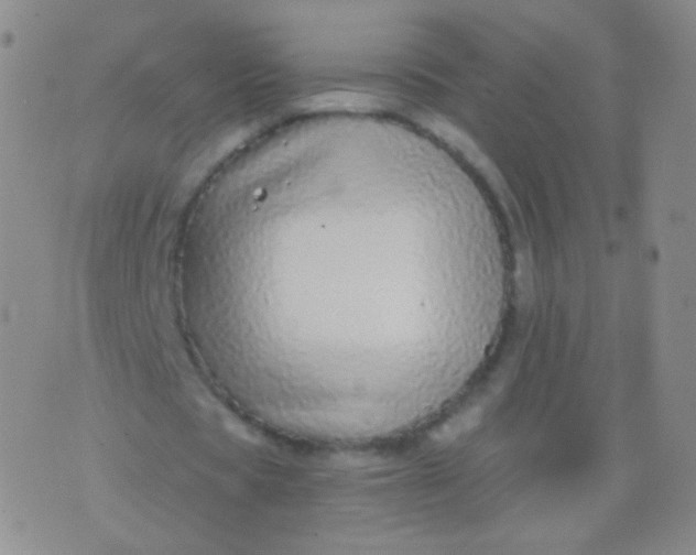 X0000076270529200610122257