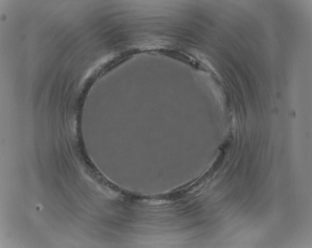 X0000076270539200610122257