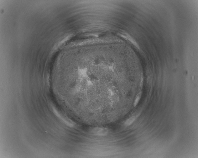 X0000076270542200610122257