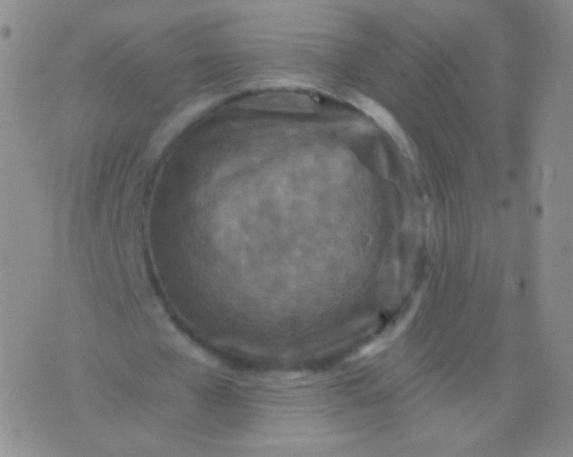 X0000076270577200610122257