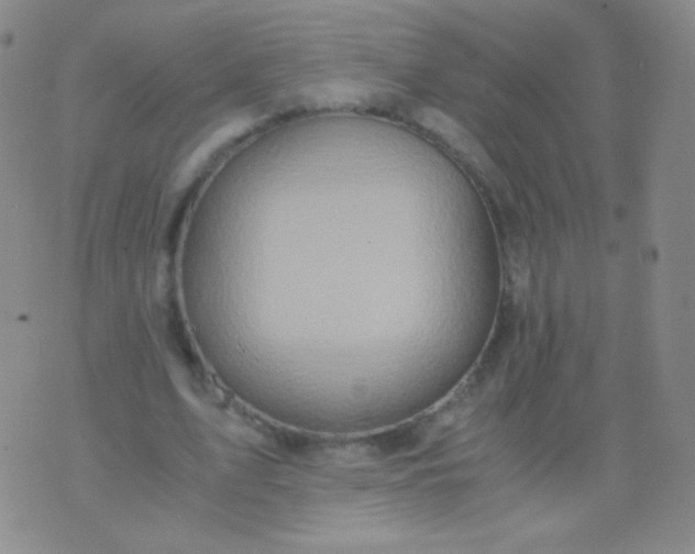 X0000076270583200610122257