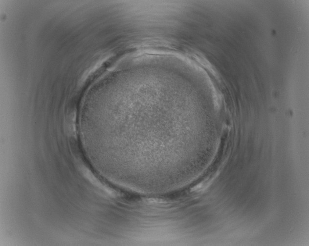 X0000076270585200610122257