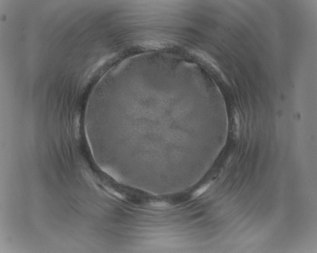 X0000076270596200610122257