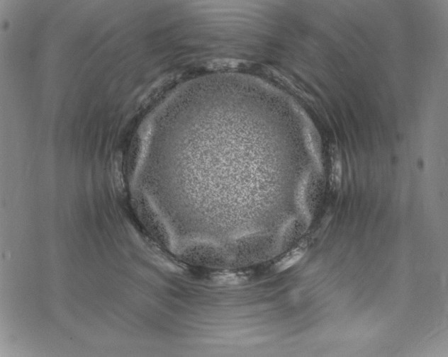 X0000076270616200610122257