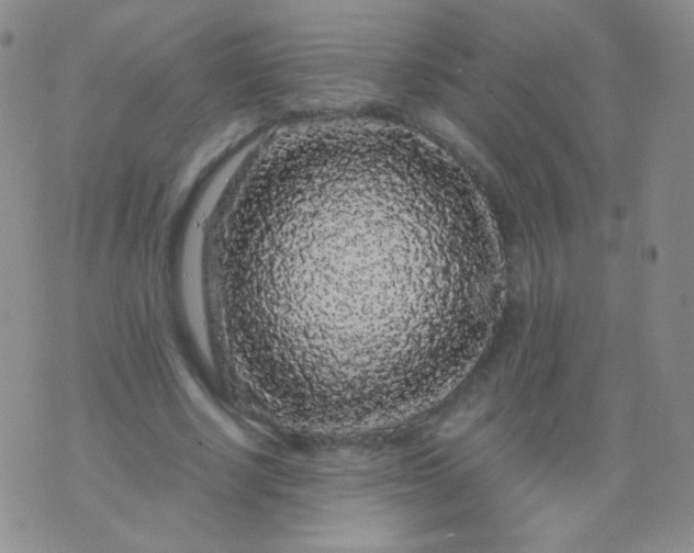 X0000076270634200610122256