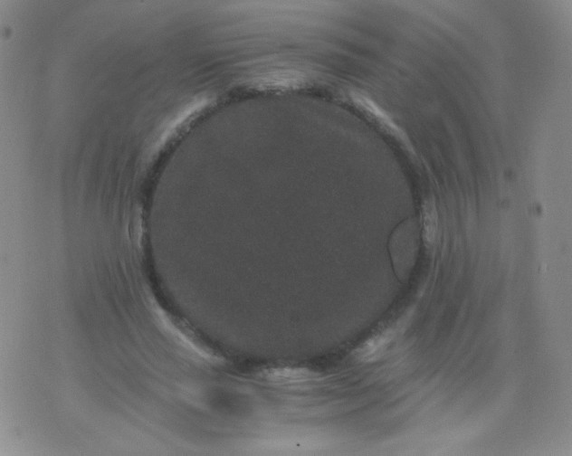 X0000076270637200610122256