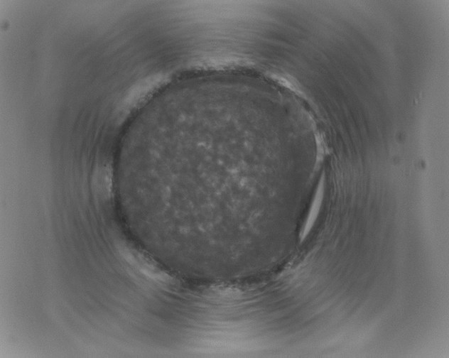 X0000076270640200610122256