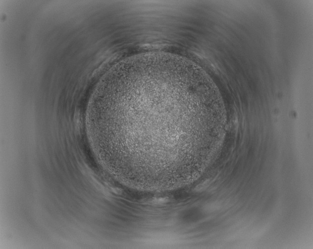 X0000076270647200610122256