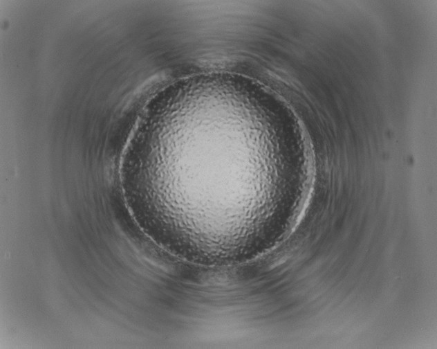 X0000076270652200610122256