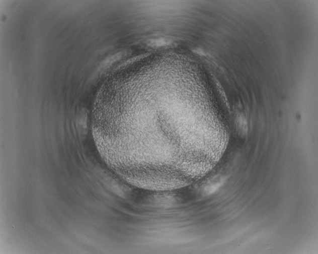 X0000076270668200610122256