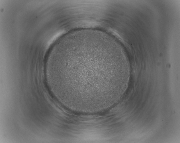 X0000076270679200610122256