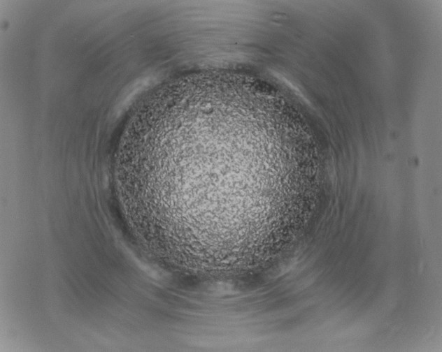 X0000076270687200610122255