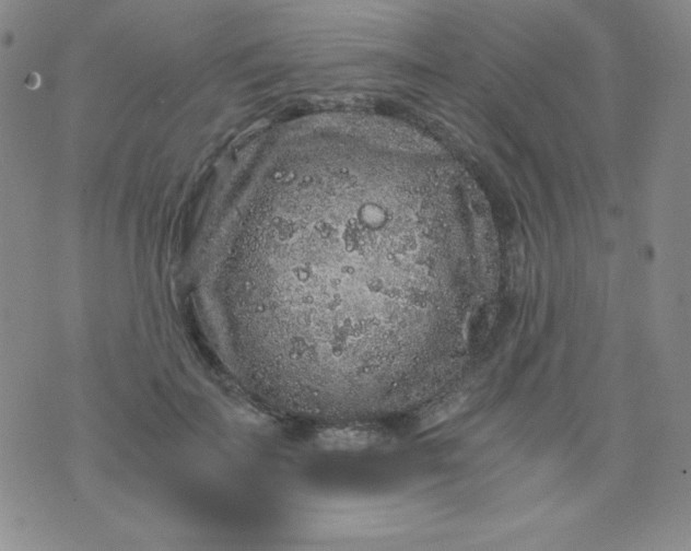 X0000076270699200610122255