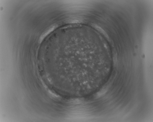 X0000076270721200610122254