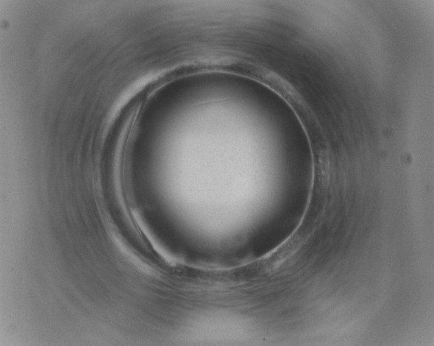 X0000076270726200610122254