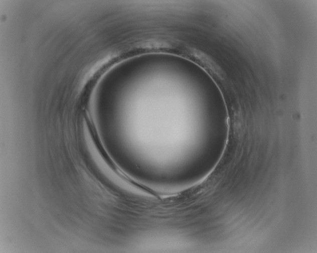 X0000076270727200610122254