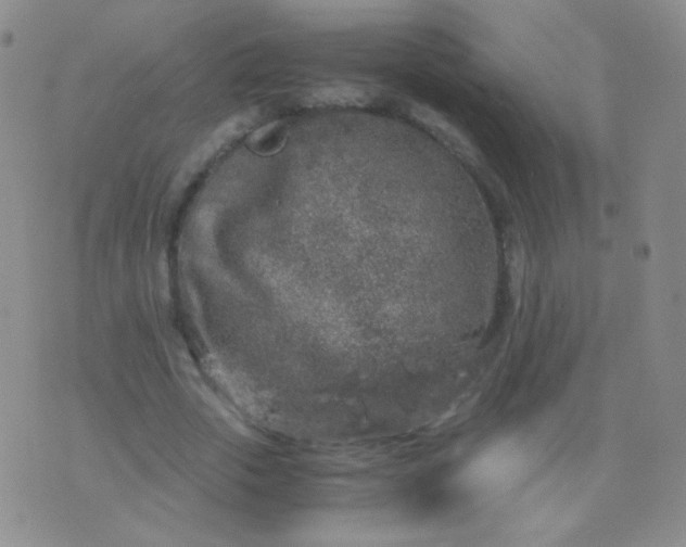 X0000076270729200610122254