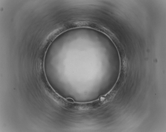 X0000076270733200610122254