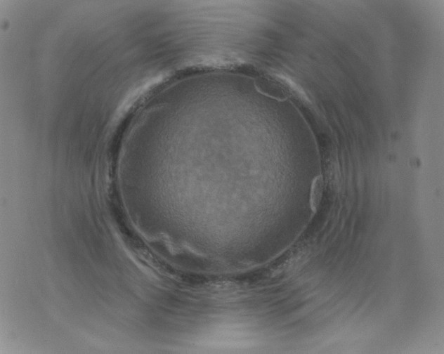 X0000076270736200610122254