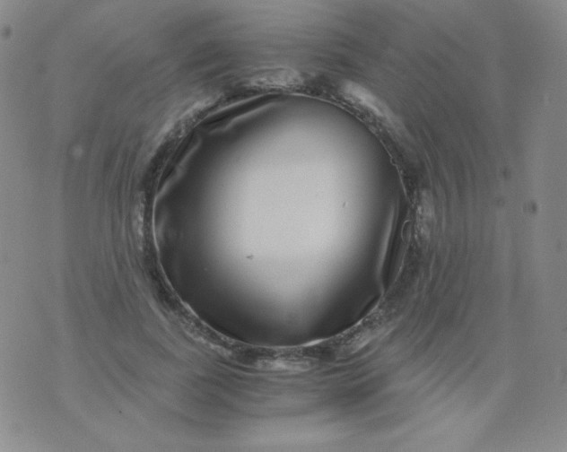 X0000076270739200610122254