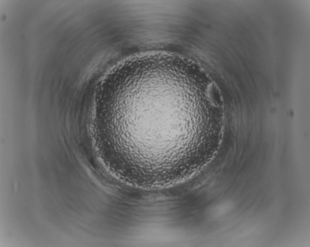 X0000076270742200610122254