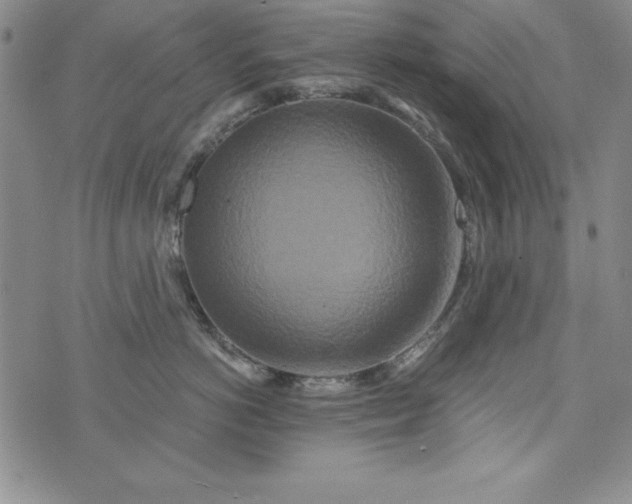 X0000076270766200610122255