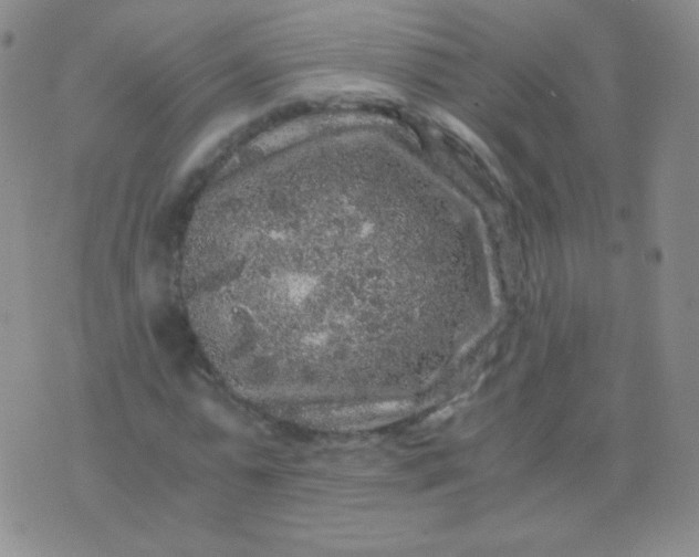 X0000076270775200610122254