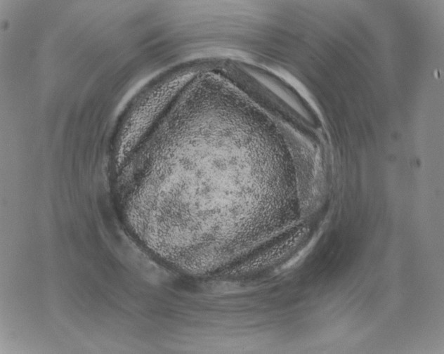 X0000076270783200610122254